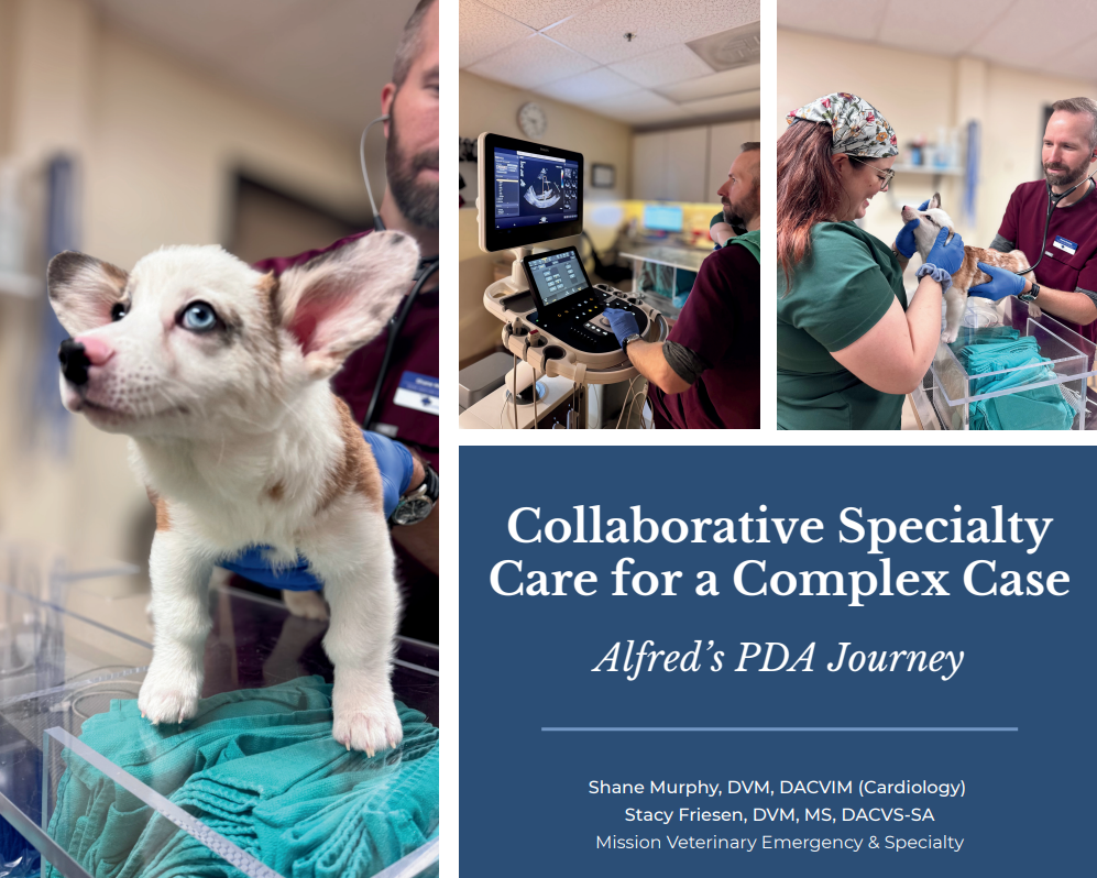 Collage of images including a white and brown corgi receiving treatment by two clinicians.