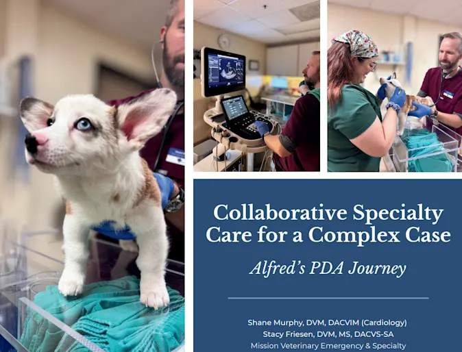 Collage of images including a white and brown corgi receiving treatment by two clinicians. Collage of images including a white and brown corgi receiving treatment by two clinicians.