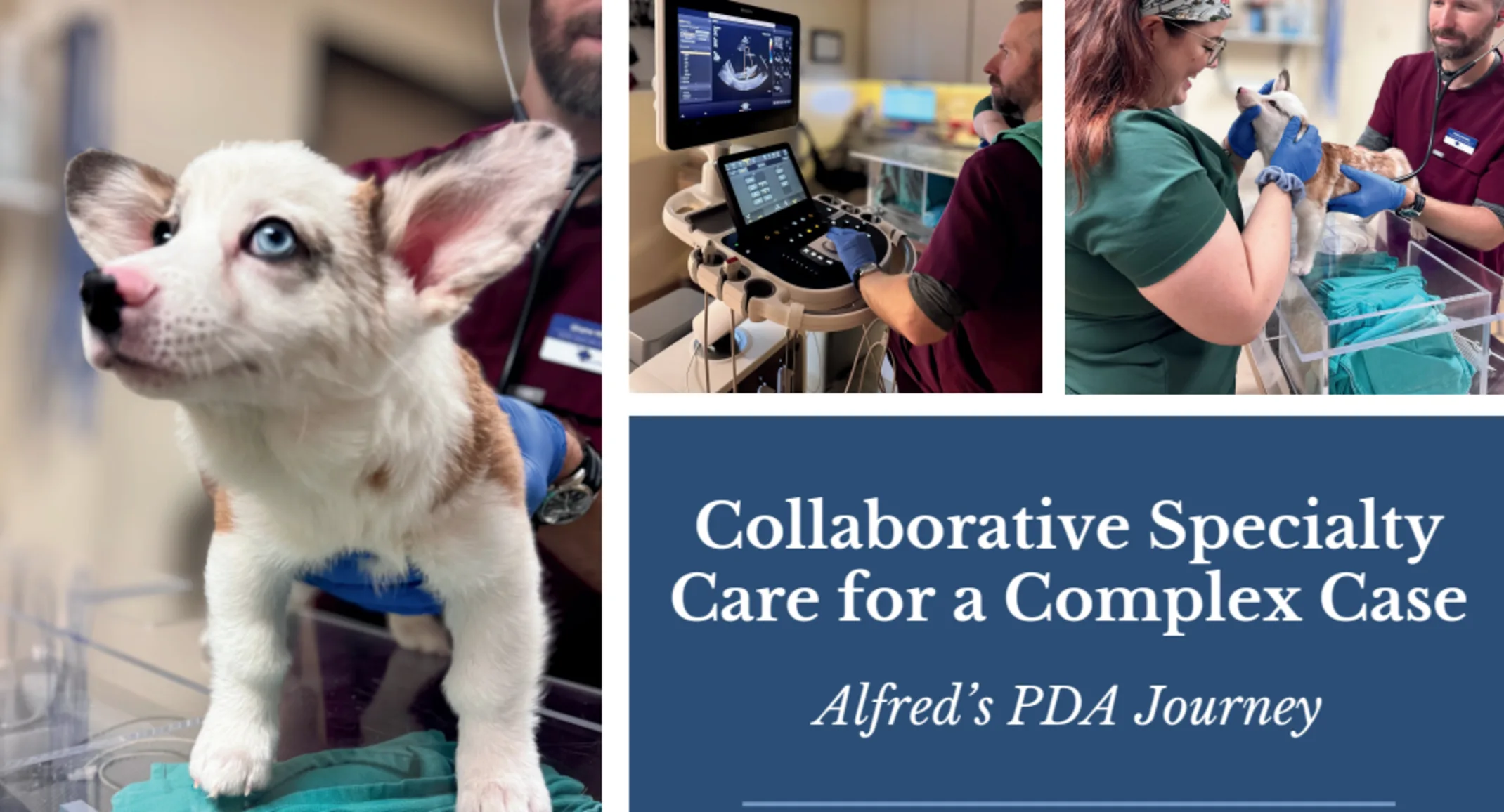 Collage of images including a white and brown corgi receiving treatment by two clinicians. Collage of images including a white and brown corgi receiving treatment by two clinicians.