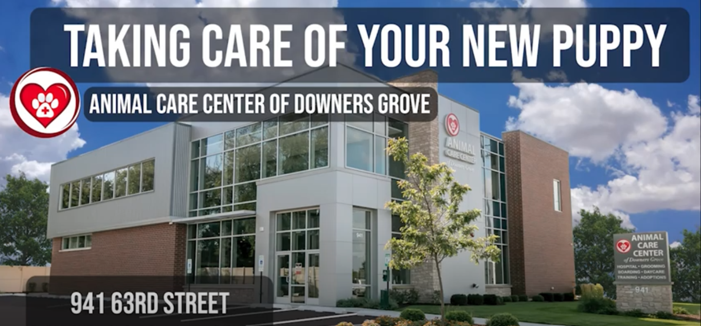 Animal Hospital in Downers Grove, IL | Animal Care Center of Downers Grove