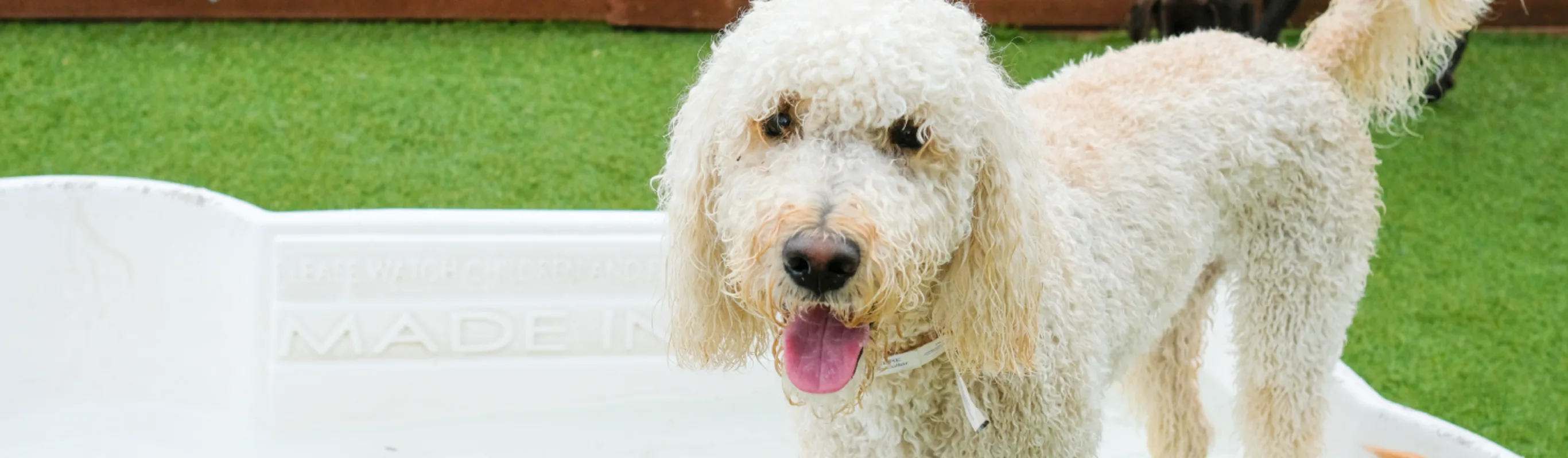 Dog smiling Dog smiling