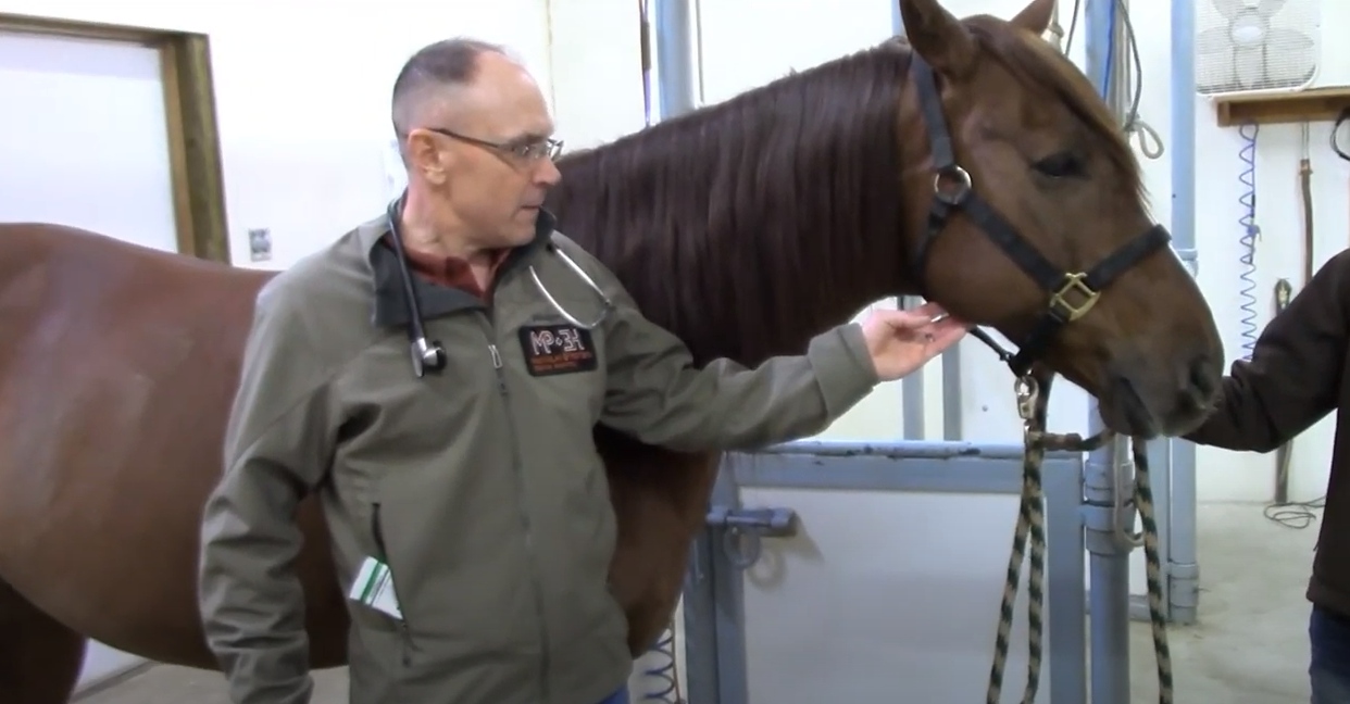 Dr. McKinlay petting a horse as he speaks about equine vital signs
