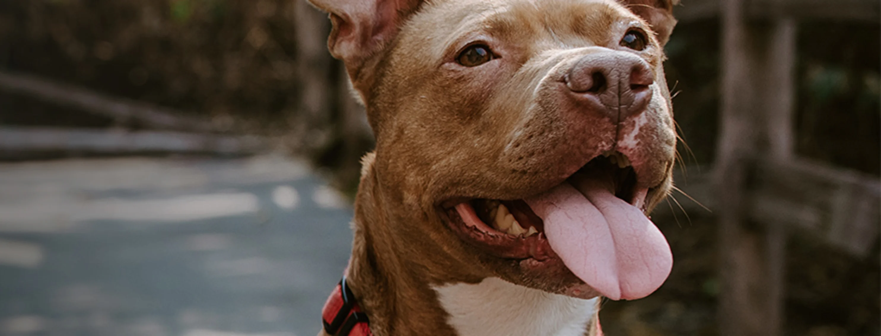 pitbull tongue out smiling by brickwall