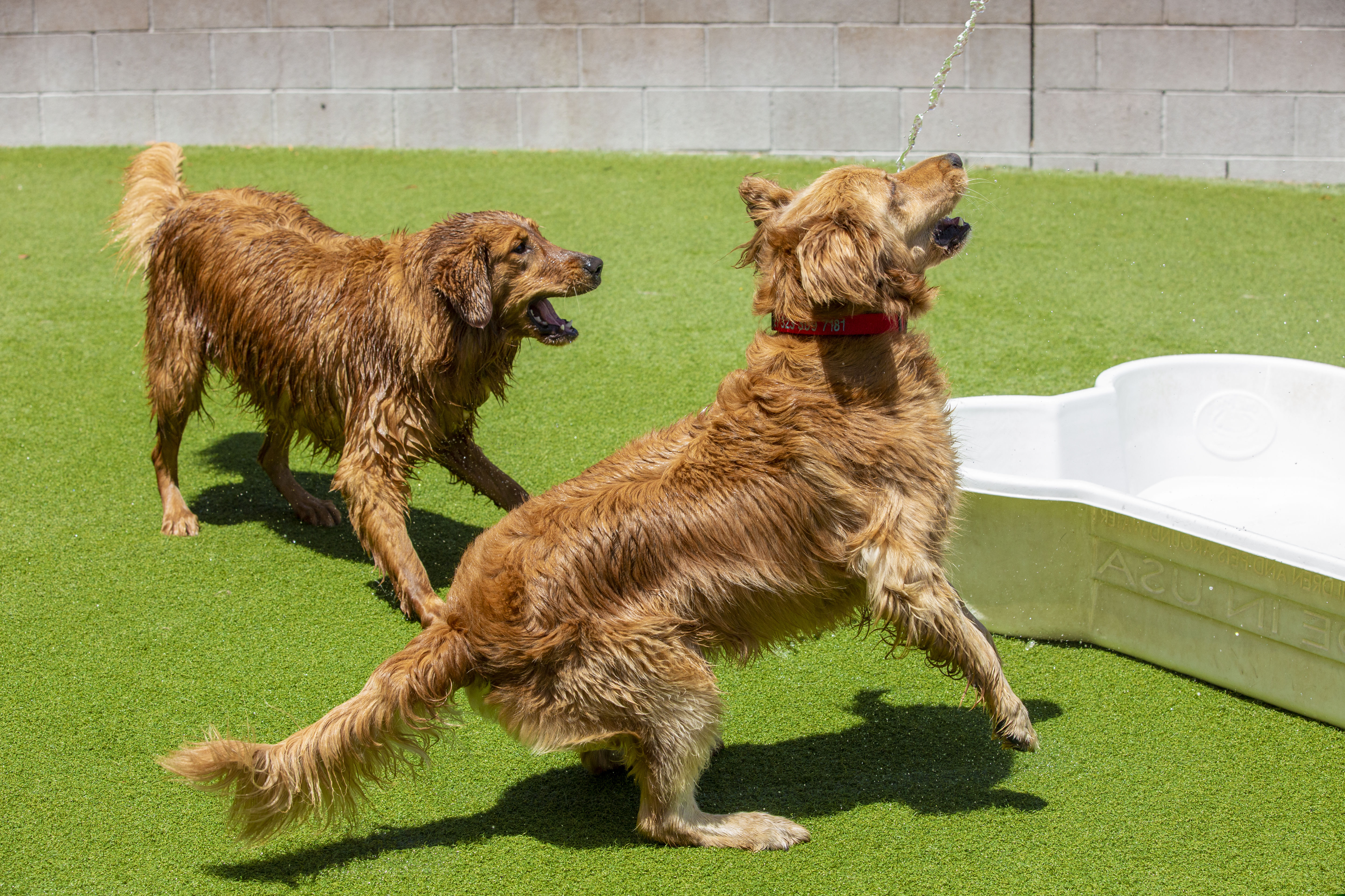 Dogs playing outsite doggie district