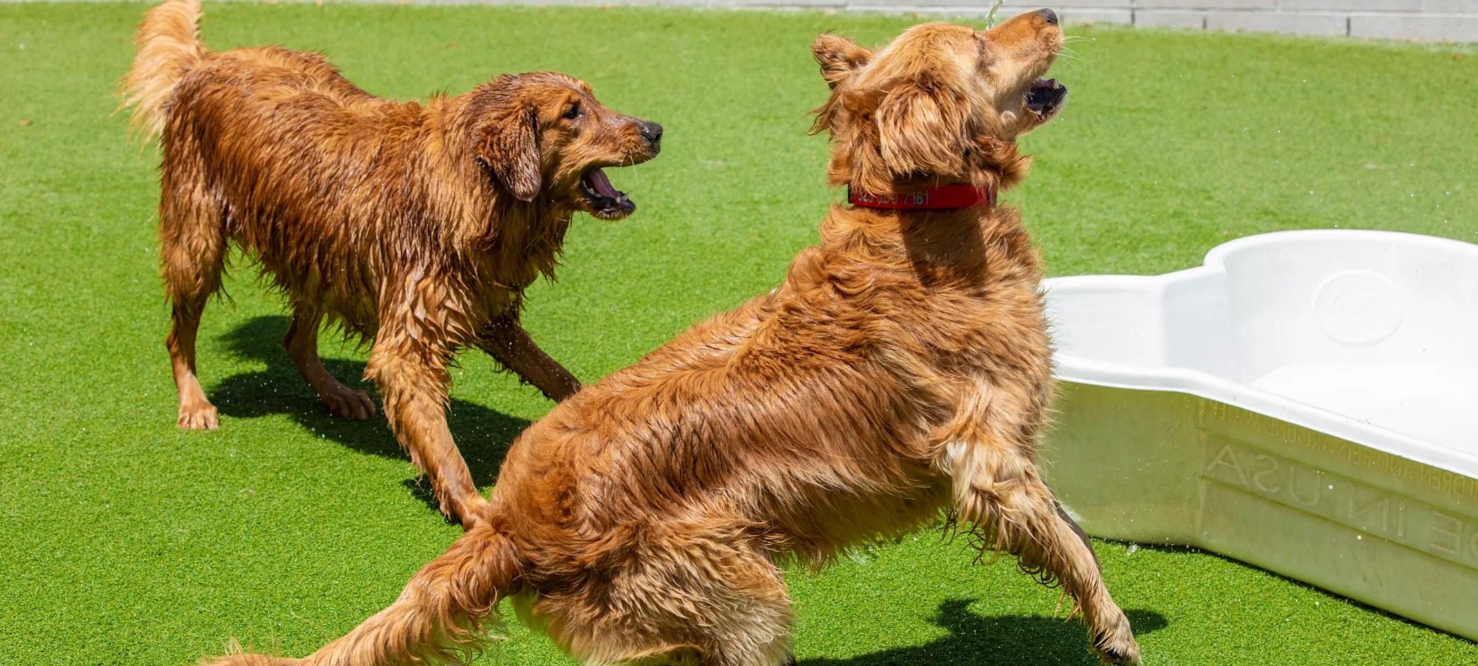 Dogs playing outsite doggie district Dogs playing outsite doggie district