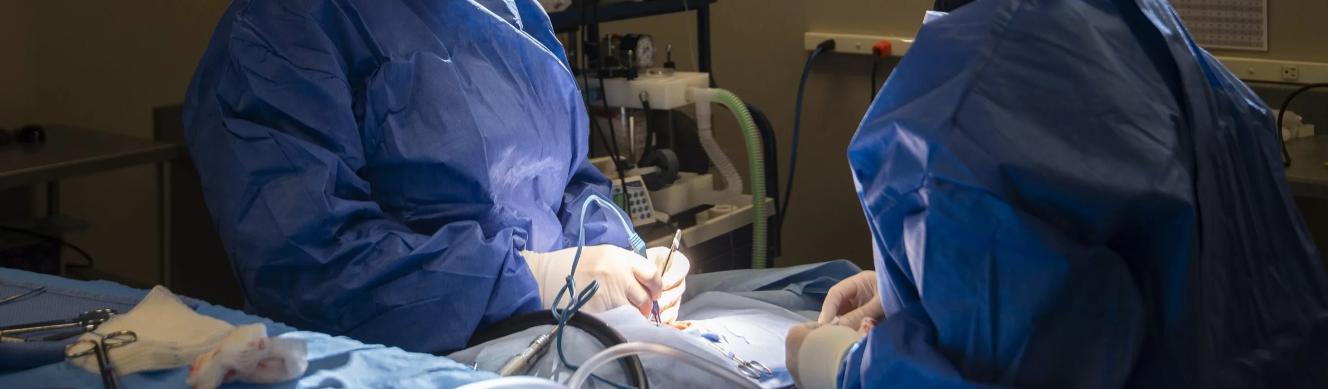 Veterinarians conducting surgery Veterinarians conducting surgery