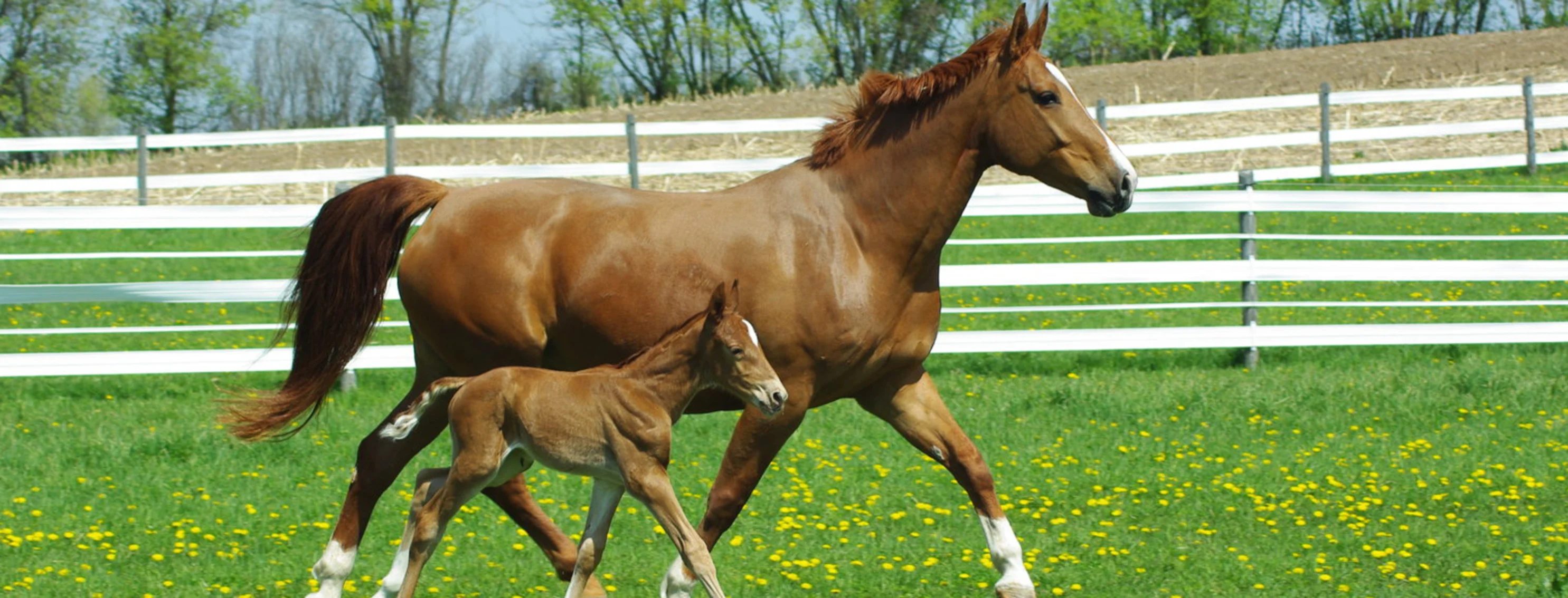 A photo of a mare walking through a pasture with a foal