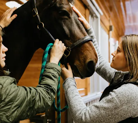 Doctor and technician about to perform a dental exam for a horse. Doctor and technician about to perform a dental exam for a horse.