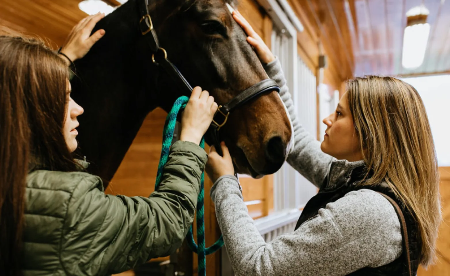 Doctor and technician about to perform a dental exam for a horse. Doctor and technician about to perform a dental exam for a horse.