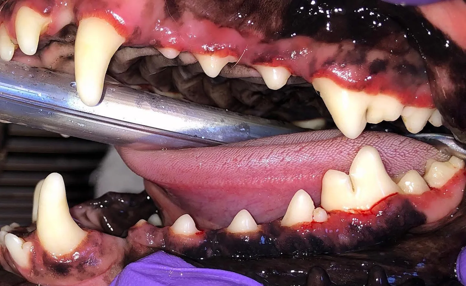 Pet's teeth Pet's teeth