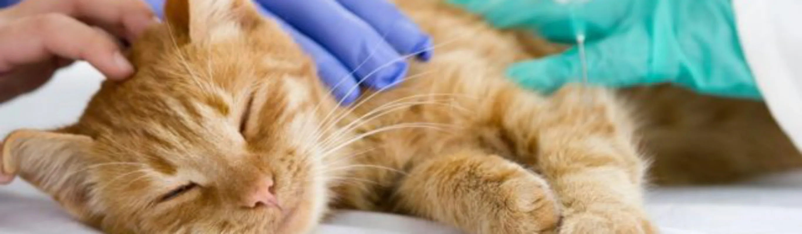 Cat receiving a shot from a Veterinarian. Cat receiving a shot from a Veterinarian.