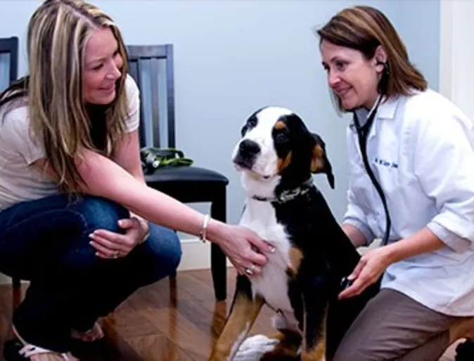 vet and owner during dog exam vet and owner during dog exam