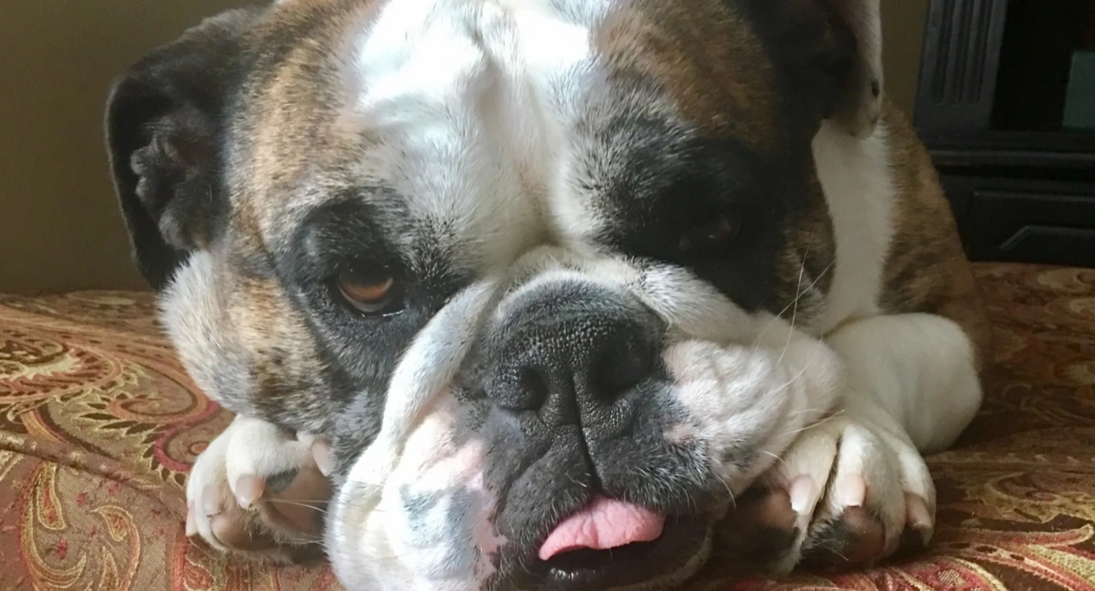 Maxi the dog laying on a couch Maxi the dog laying on a couch