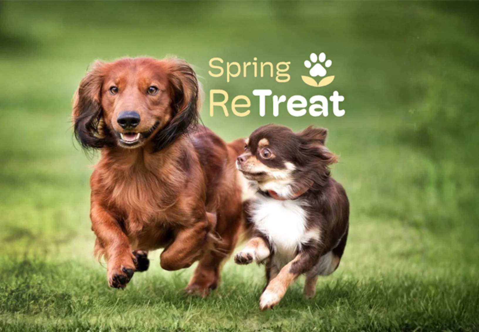 Dogs running in grass Dogs running in grass