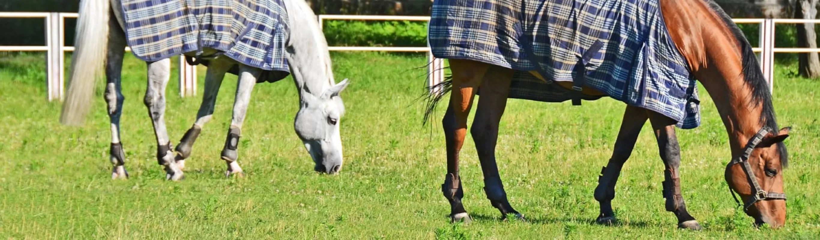 Two horses wearing blankets grazing in a grassy field