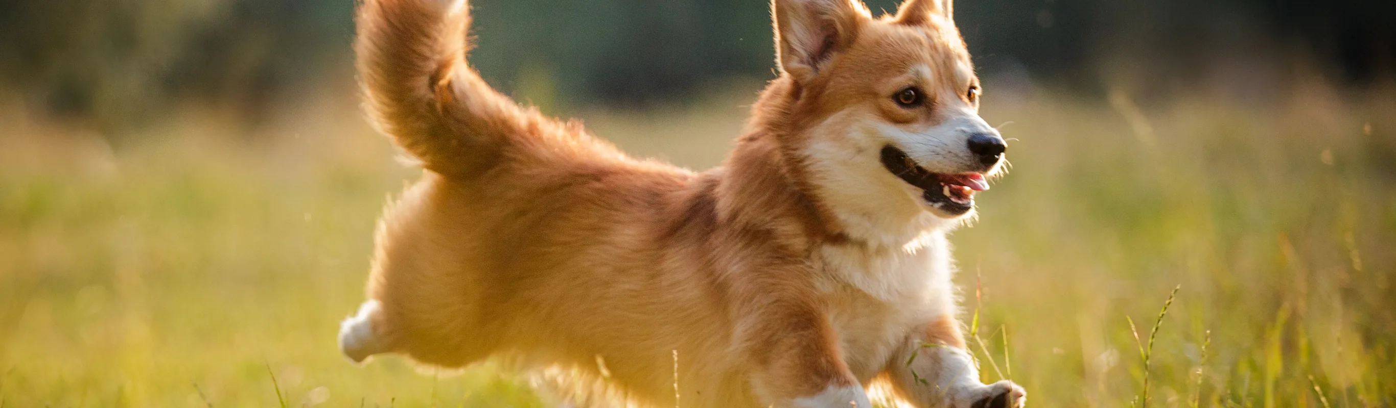 A corgi running through grass. A corgi running through grass.