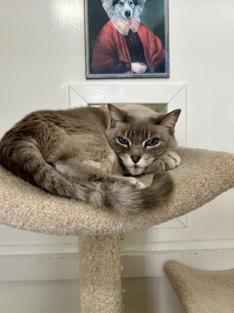 A gray cat on top of a cat tree