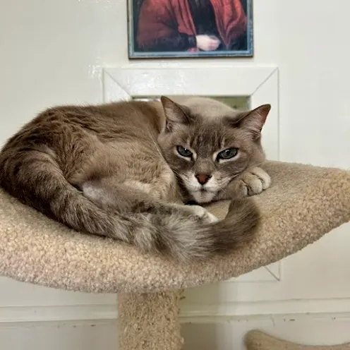 A gray cat on top of a cat tree A gray cat on top of a cat tree