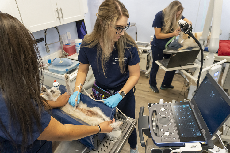 Dr. Phillips Performing an Ultrasound