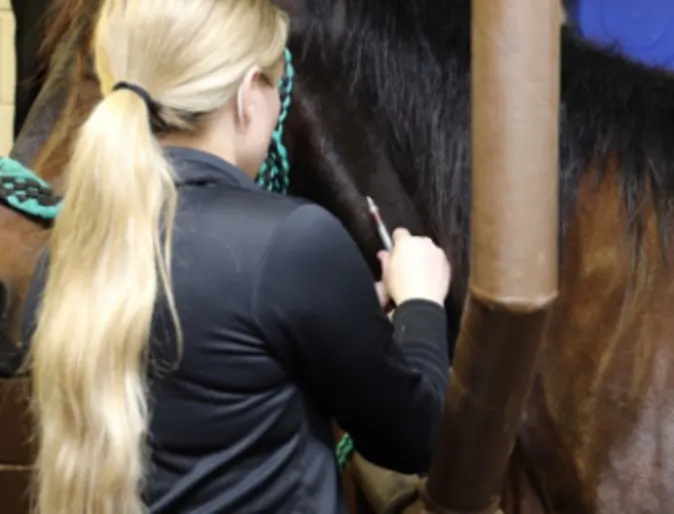 Veterinarian Giving Horse an Injection Veterinarian Giving Horse an Injection