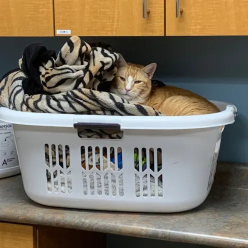 Sleeping in a Box Sleeping in a Box