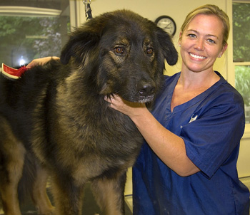 Serry clearance dog toothbrush