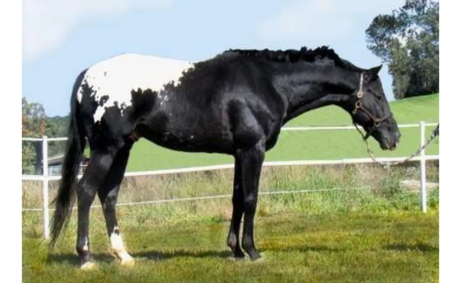 Wapuzzan, a black and white horse