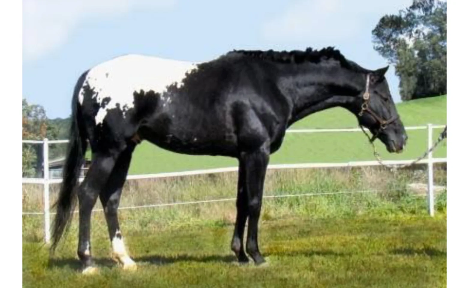 Wapuzzan, a black and white horse Wapuzzan, a black and white horse