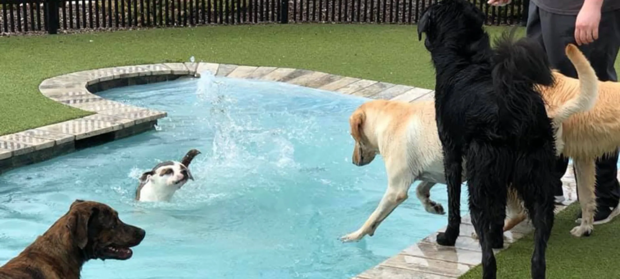 Dogs playing in pool Dogs playing in pool