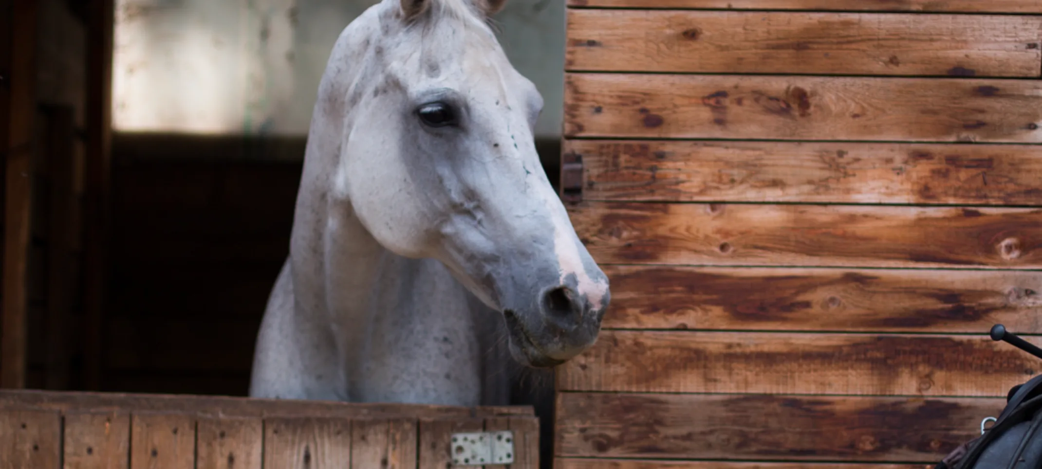 Horse in stall at a ranch Horse in stall at a ranch