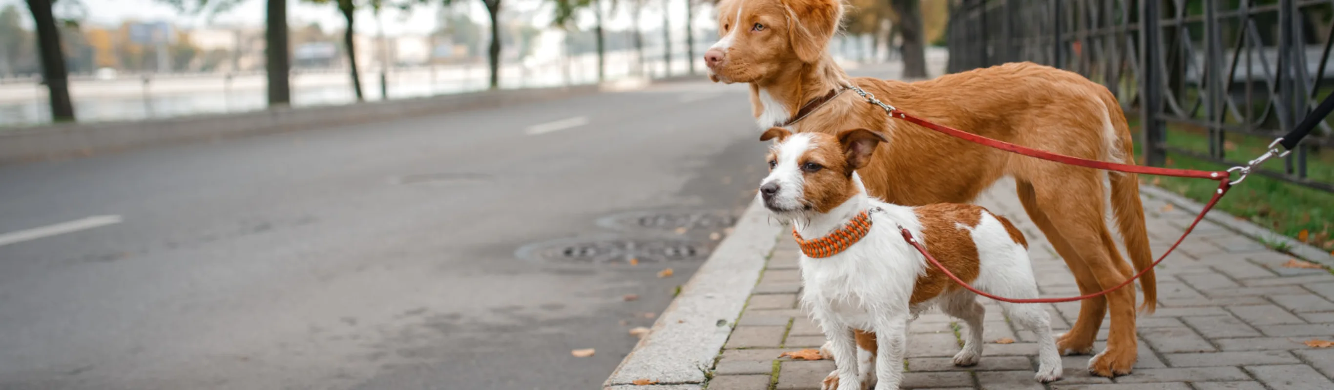Two Dogs on Leashes on the Sidewalk Two Dogs on Leashes on the Sidewalk