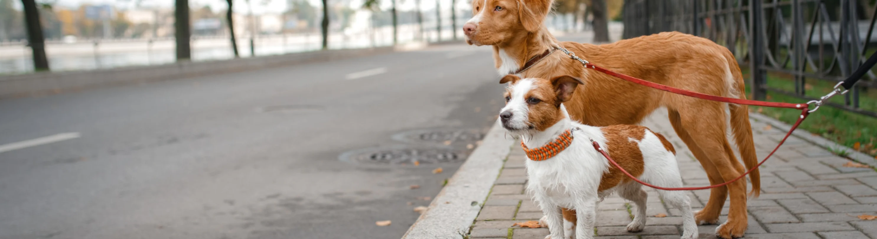 Two Dogs on Leashes on the Sidewalk Two Dogs on Leashes on the Sidewalk