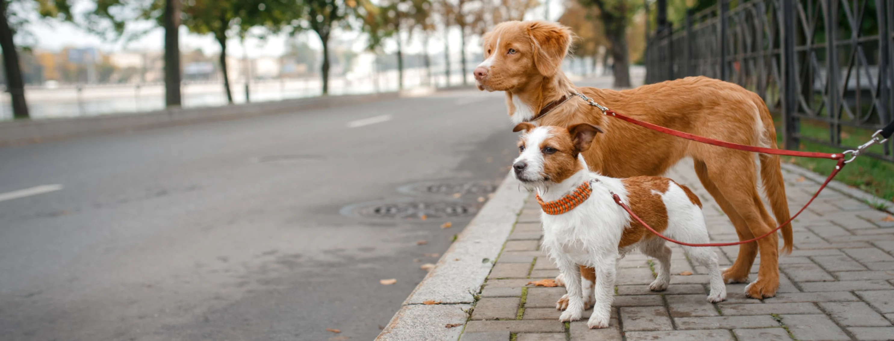 Two Dogs on Leashes on the Sidewalk Two Dogs on Leashes on the Sidewalk