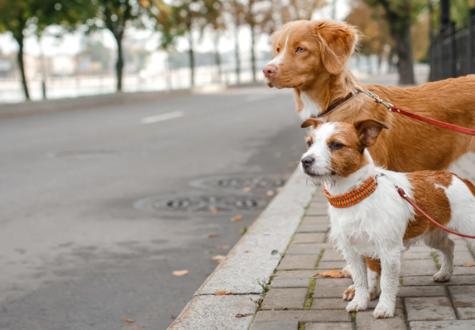 Two Dogs on Leashes on the Sidewalk Two Dogs on Leashes on the Sidewalk