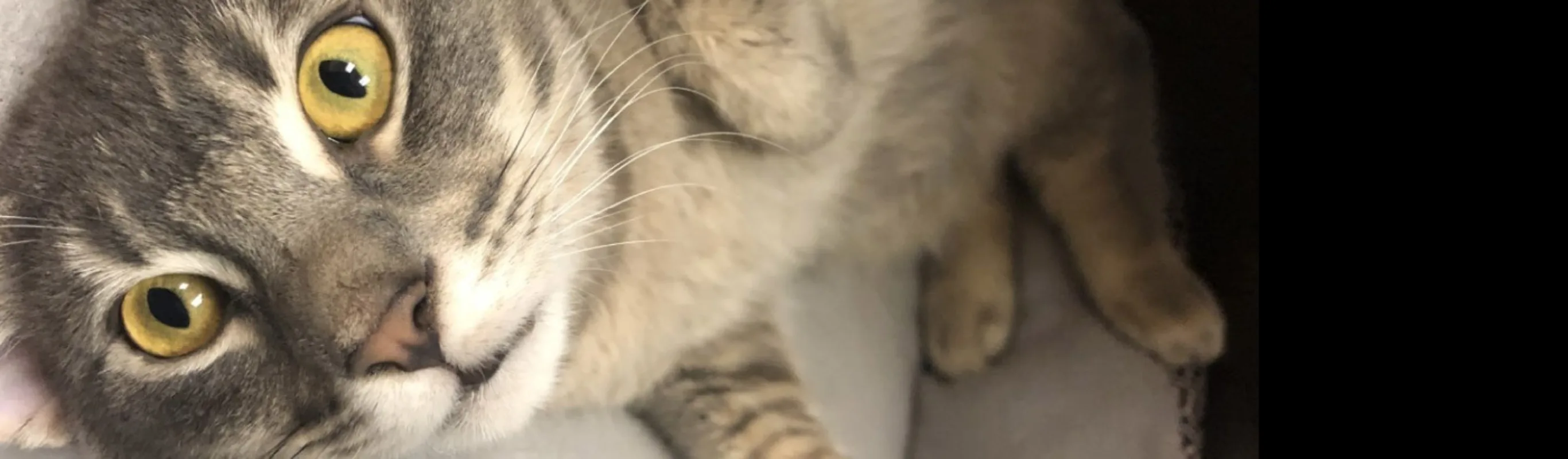 Abby Pet Hospital - Our Team Cat Abby Pet Hospital - Our Team Cat