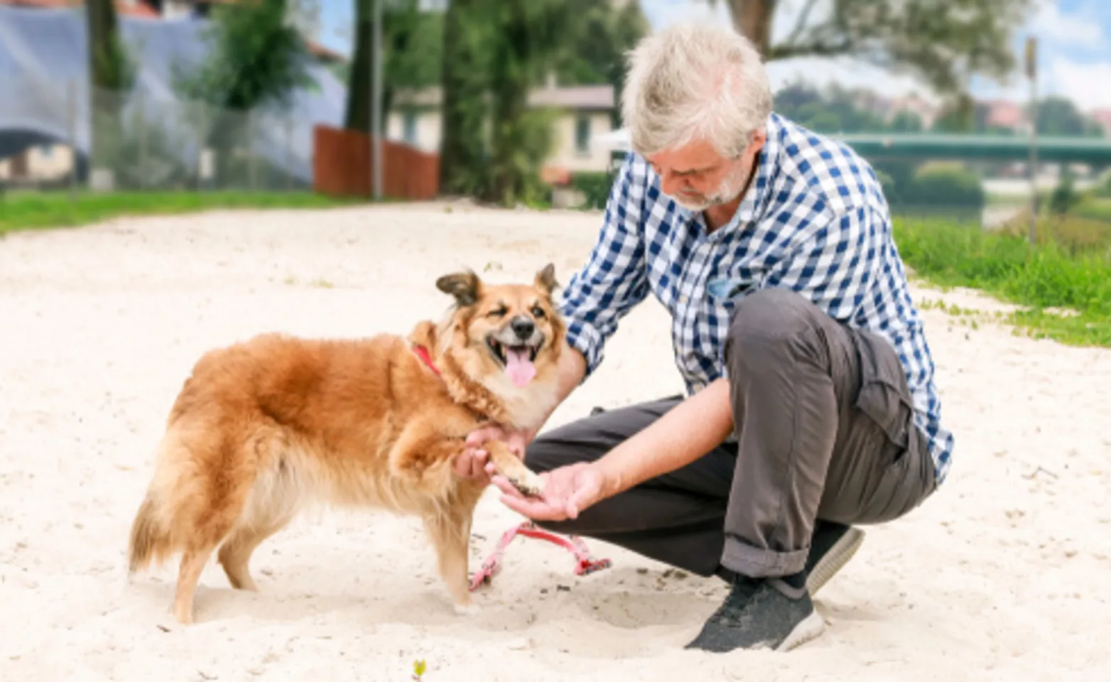 Paw Care Paw Care