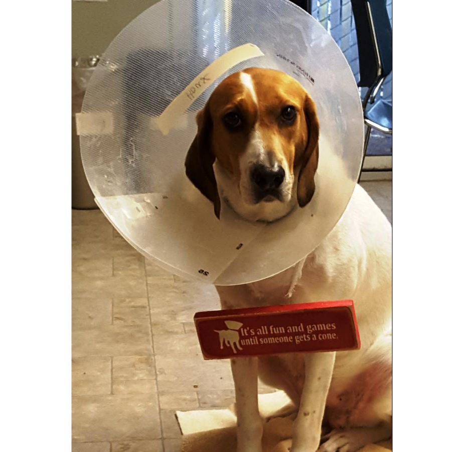 Lizard the Dog with a Cone