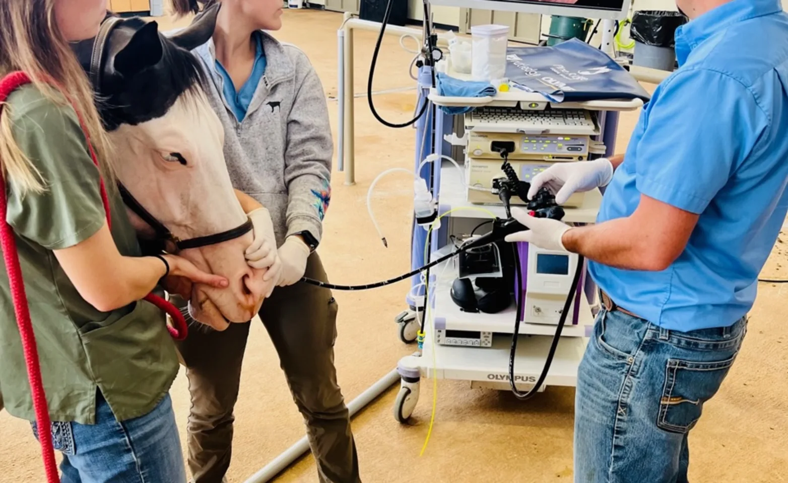 Horse receiving endoscopy