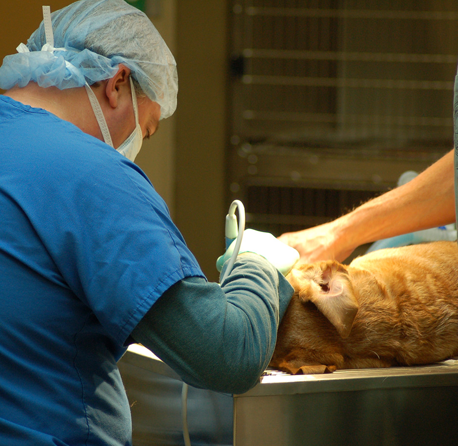 Dentistry image from College Park Animal Hospital