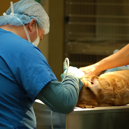 Dentistry image from College Park Animal Hospital Dentistry image from College Park Animal Hospital