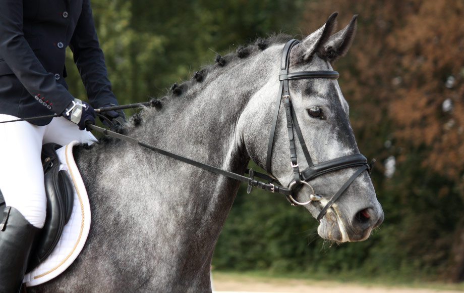 Grey Performance Horse with Rider