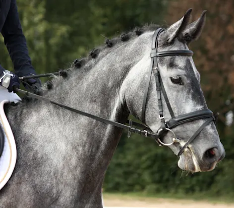 Grey Performance Horse with Rider Grey Performance Horse with Rider
