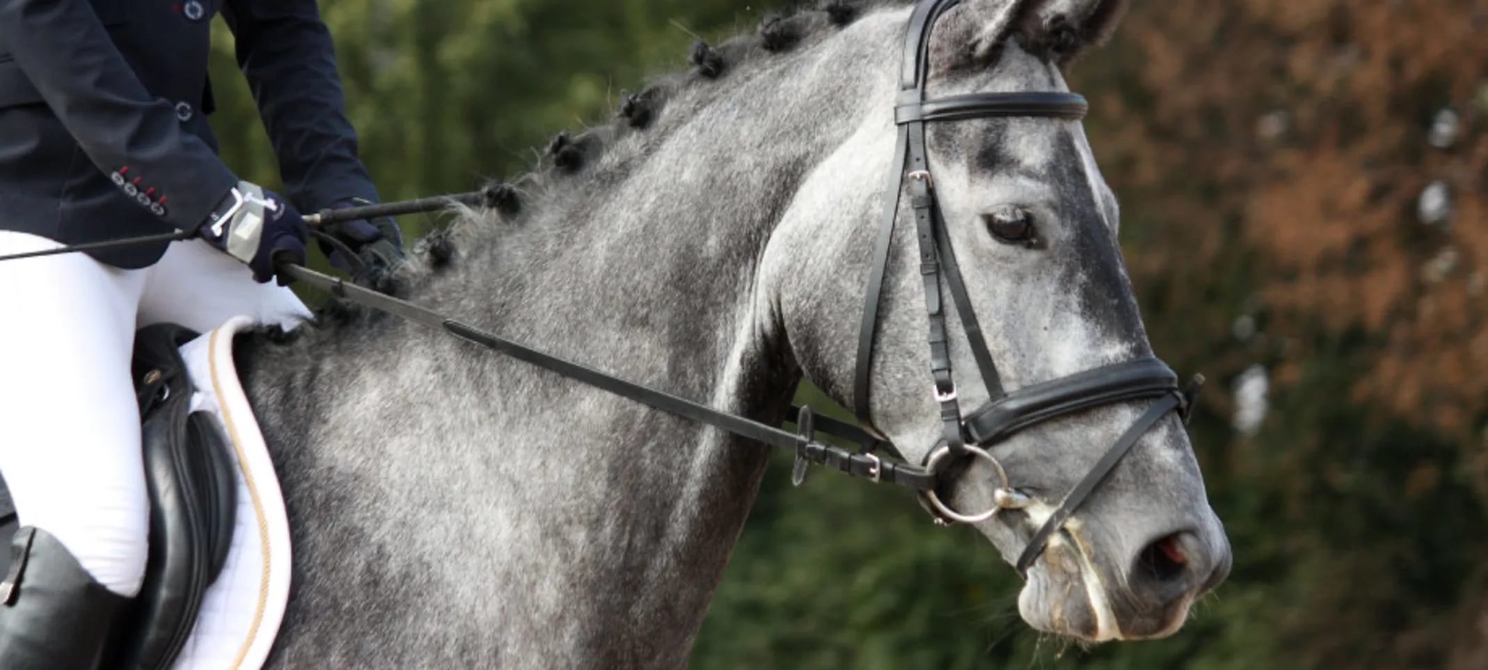 Grey Performance Horse with Rider Grey Performance Horse with Rider
