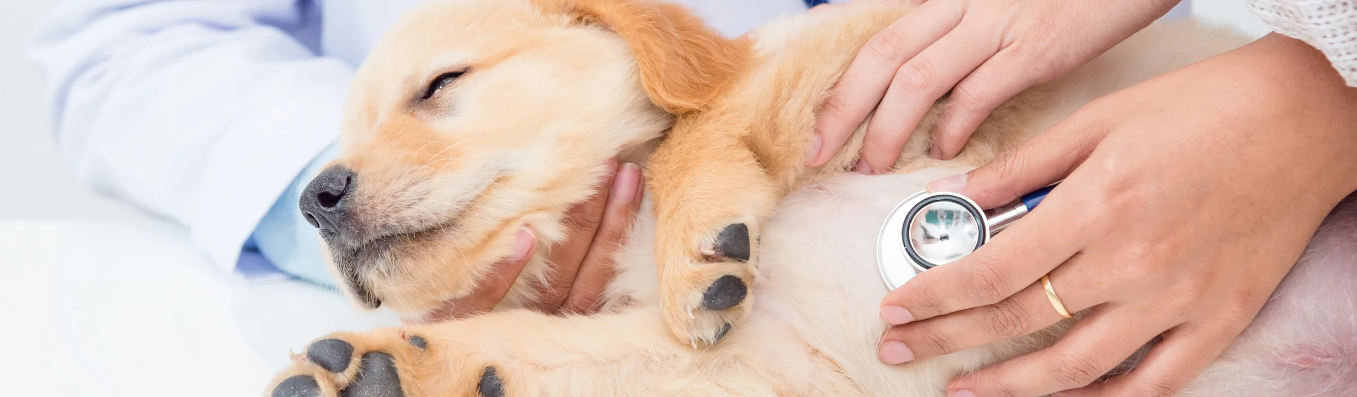 Puppy on table being examined with a stethoscope Puppy on table being examined with a stethoscope