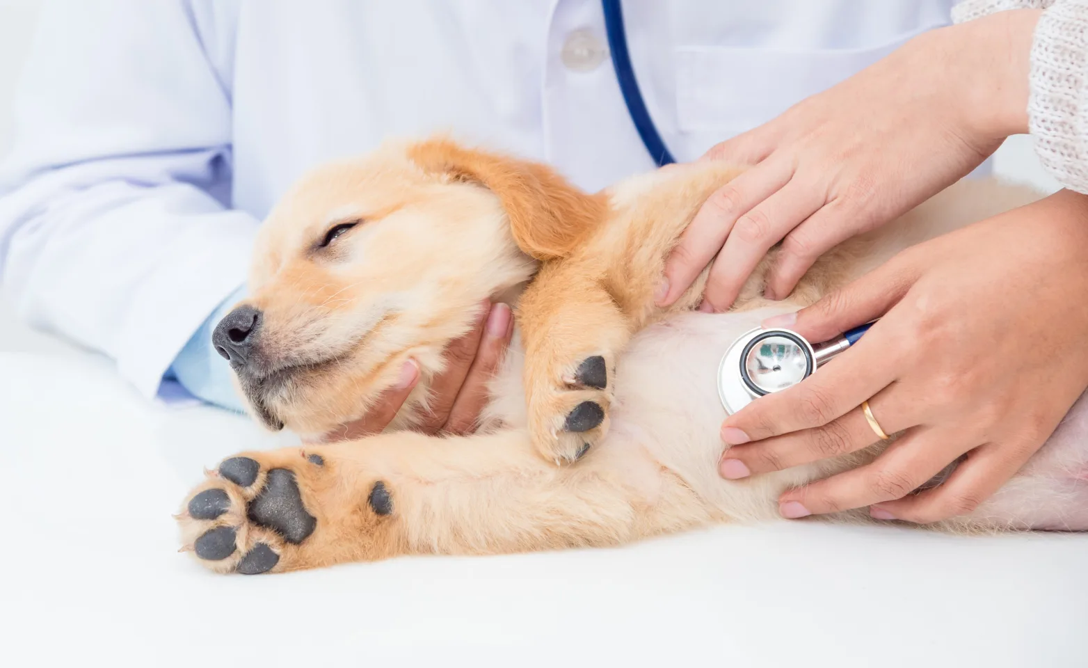 Puppy on table being examined with a stethoscope