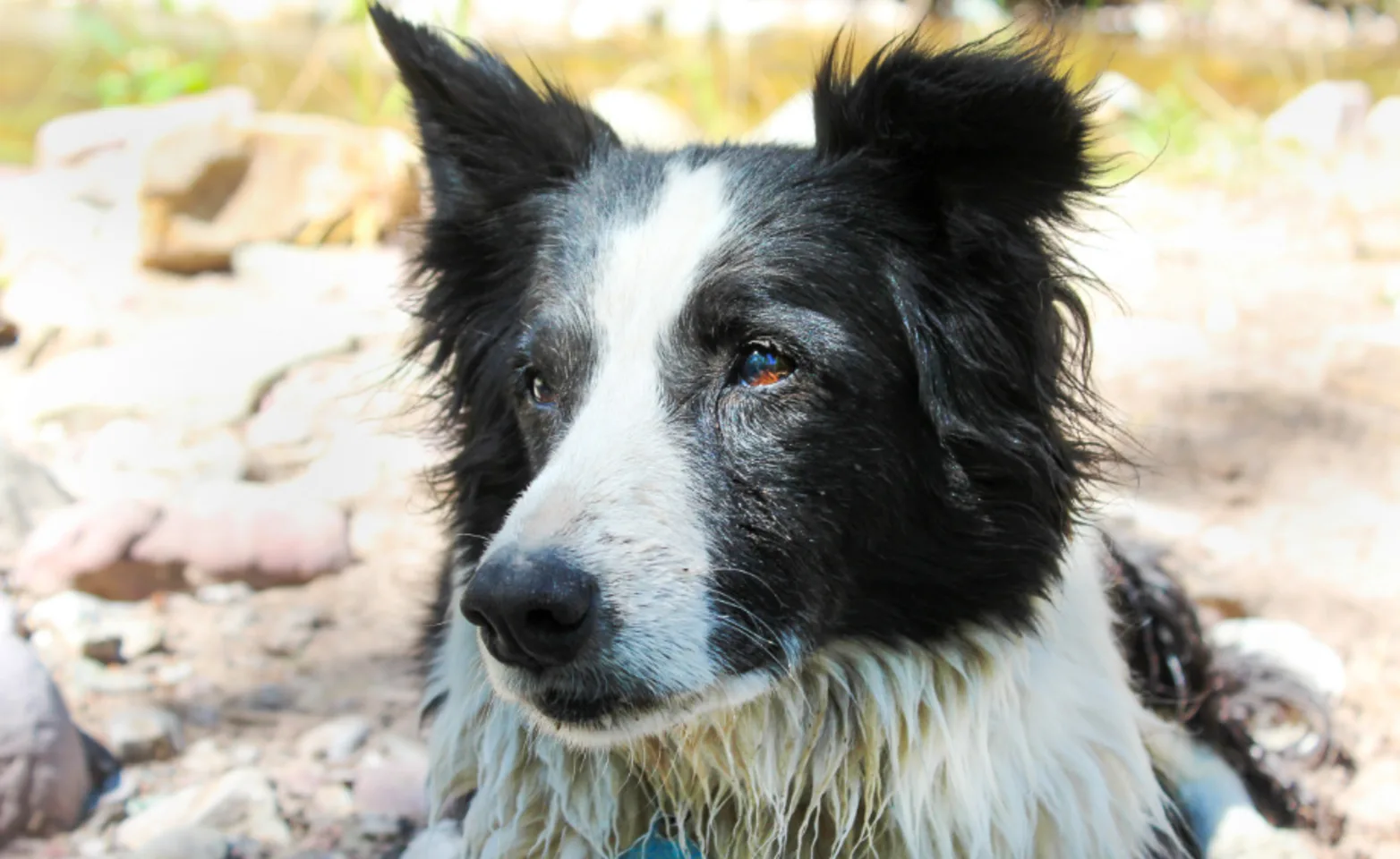 A black and white dog enjoying nature