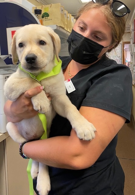Woman holding lab puppy