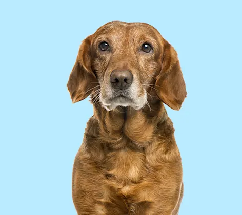 old dog lightblue background old dog lightblue background