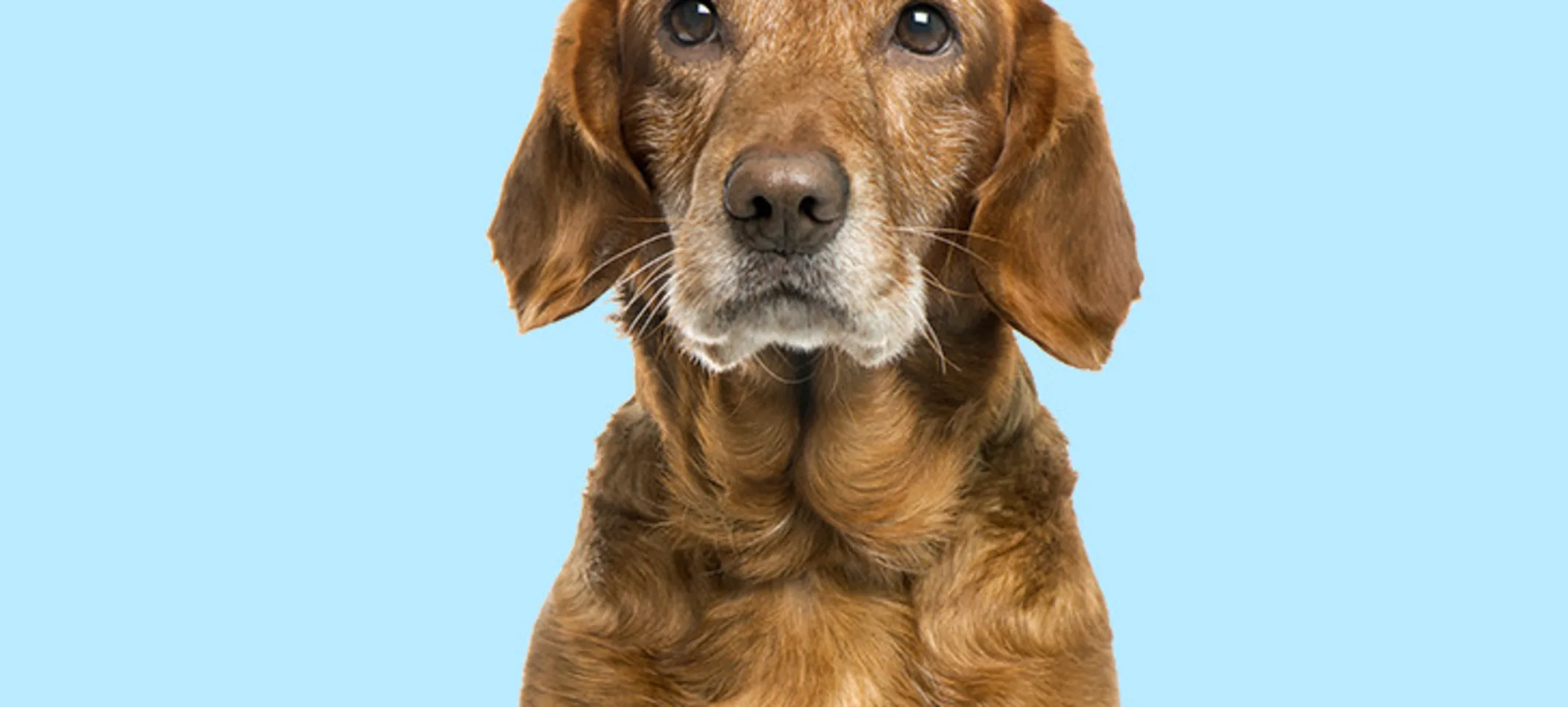 old dog lightblue background old dog lightblue background