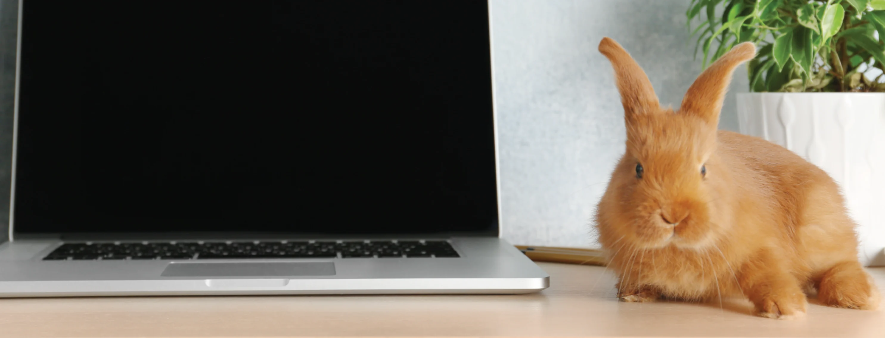 Rabbit on laptop on desk